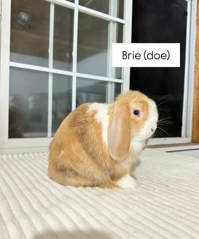 Sweet Holland Lop baby bunnies