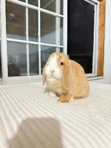 Sweet Holland Lop baby bunnies - Photo 2