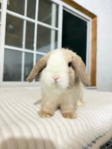 Sweet Holland Lop baby bunnies - Photo 6