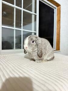 Sweet Holland Lop baby bunnies - Photo 8
