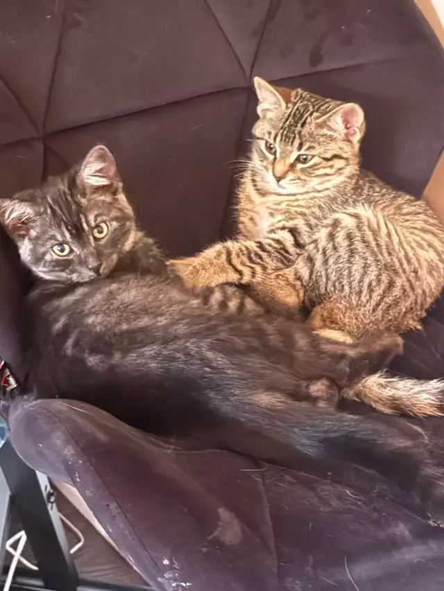kitten rehoming