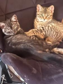 kitten rehoming - Photo 2