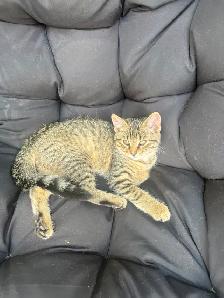 kitten rehoming - Photo 3