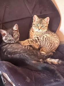 kitten rehoming - Photo 4