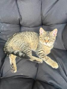kitten rehoming - Photo 5