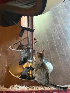 kitten rehoming - Photo 6