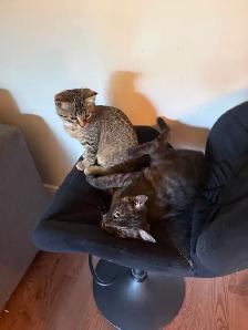 kitten rehoming - Photo 7