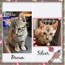 purs chatons bengal