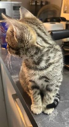 purs chatons bengal - Photo 3