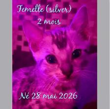 purs chatons bengal - Photo 4