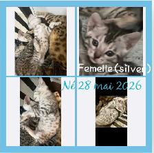 purs chatons bengal - Photo 6