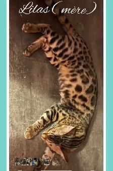 purs chatons bengal - Photo 7