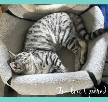 purs chatons bengal - Photo 8