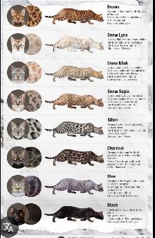 purs chatons bengal - Photo 9