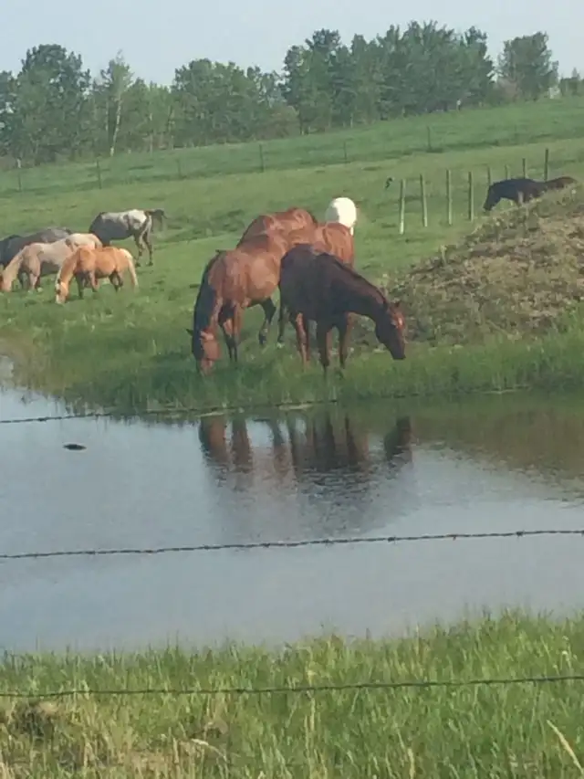 Horse Boarding Available in Springbank Area 2-3