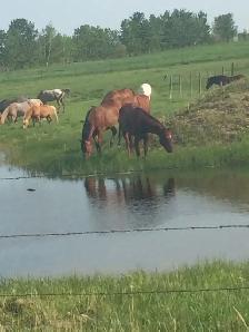 Horse Boarding Available in Springbank Area 2-3