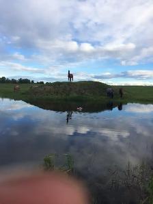 Horse Boarding Available in Springbank Area 2-3 - Photo 3