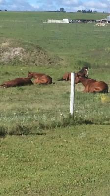 Horse Boarding Available in Springbank Area 2-3 - Photo 4