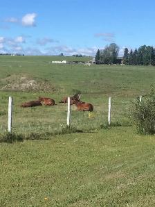 Horse Boarding Available in Springbank Area 2-3 - Photo 5