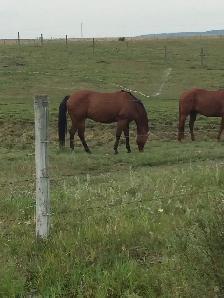 Horse Boarding Available in Springbank Area 2-3 - Photo 6