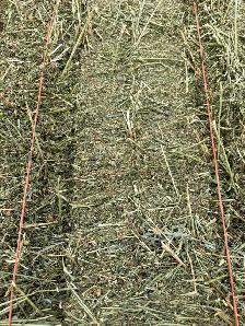 Alfalfa hay for sale