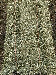 Alfalfa hay for sale - Photo 2