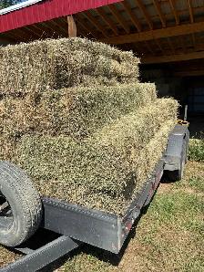 Alfalfa hay for sale - Photo 3