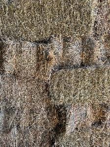 Alfalfa hay for sale - Photo 5