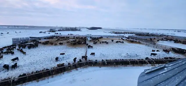Custom Cattle