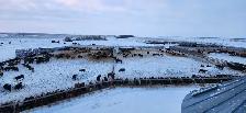 Custom Cattle