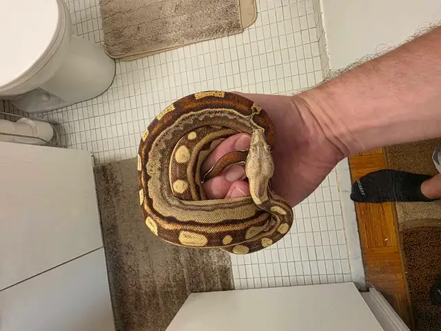 snake for sale