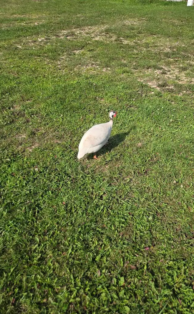 White male guinea