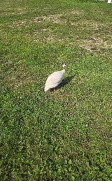 White male guinea