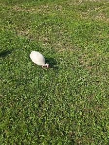 White male guinea - Photo 2