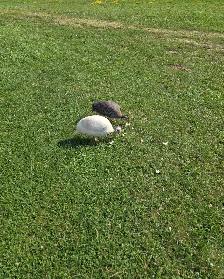 White male guinea - Photo 3
