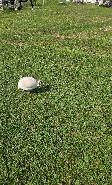 White male guinea - Photo 4
