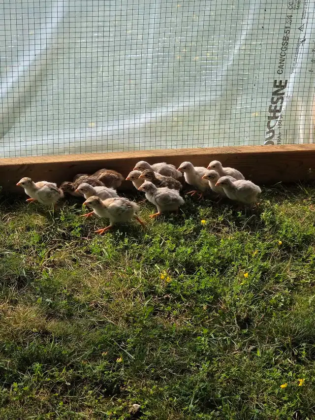Guinea fowl keets
