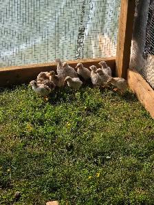 Guinea fowl keets - Photo 2