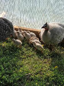 Guinea fowl keets - Photo 3