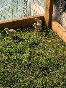 Guinea fowl keets - Photo 4