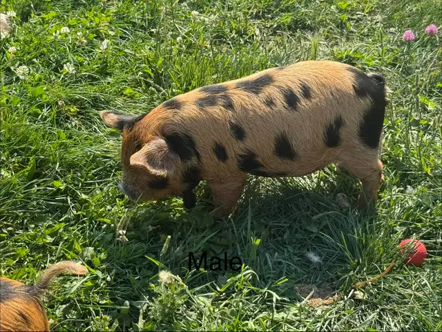 Kunekune piglets