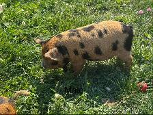 Kunekune piglets