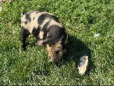 Kunekune piglets - Photo 2