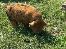 Kunekune piglets - Photo 3