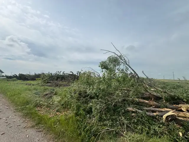 free firewood spruce and Aspen