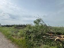 free firewood spruce and Aspen