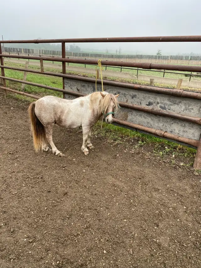 Miniature Horse