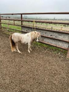 Miniature Horse