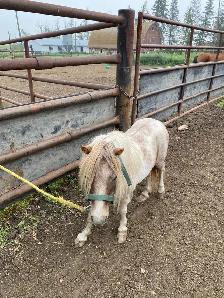 Miniature Horse - Photo 2
