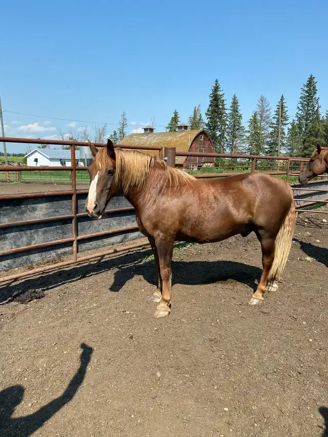 quarter horse team